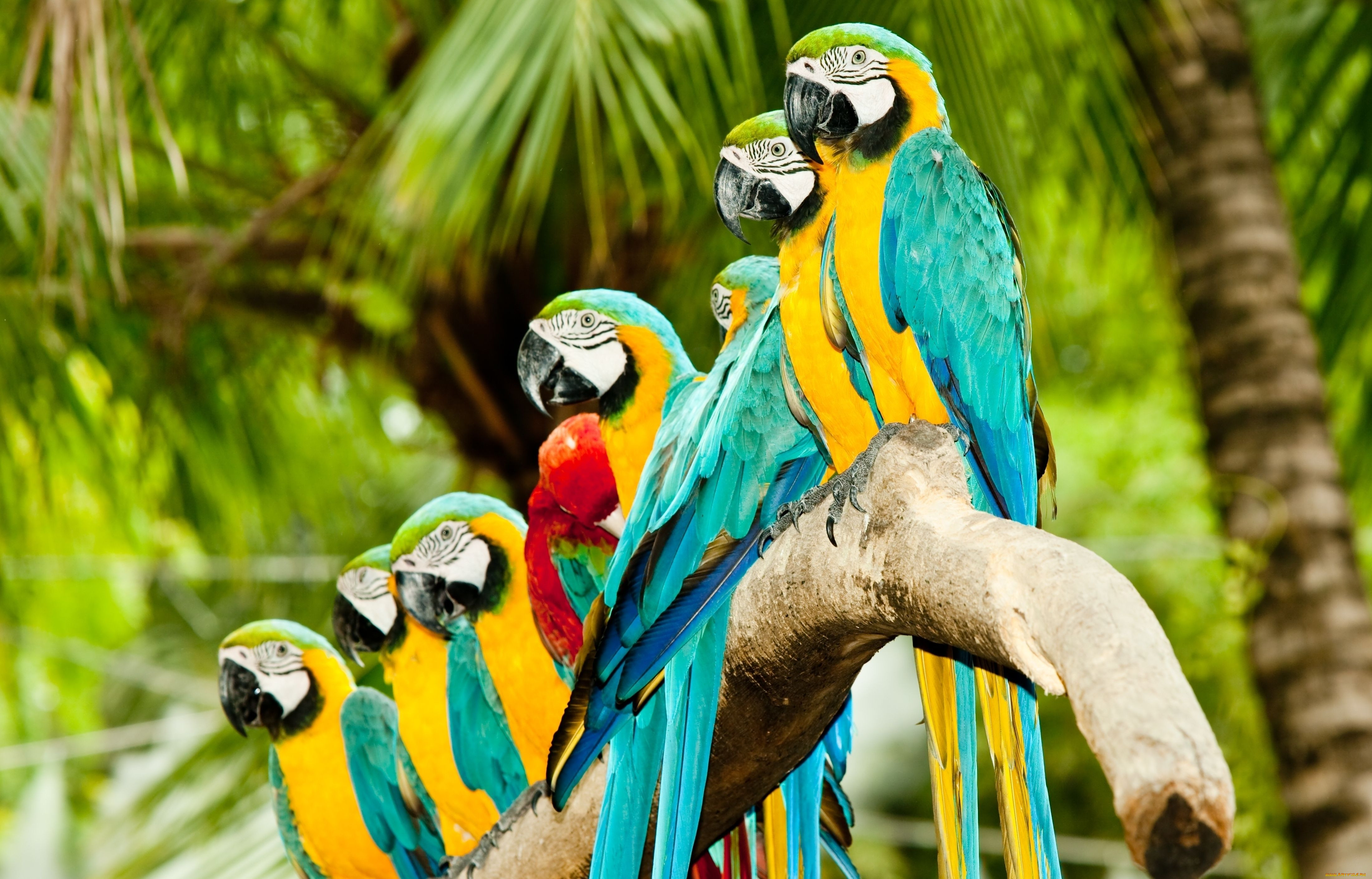 Экзотические группы. Попугай ара. Лоро парк. Рио де Жанейро джунгли. Лоро парк птицы.